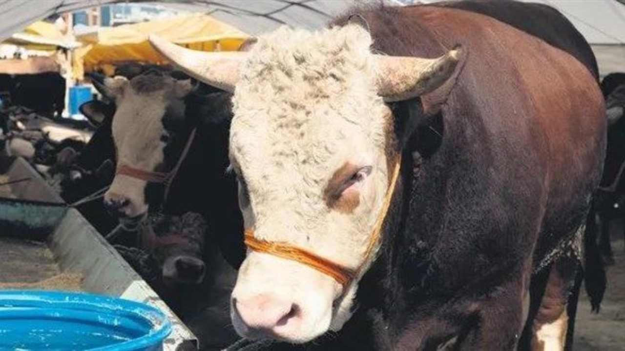 Kurbanlık Boğa