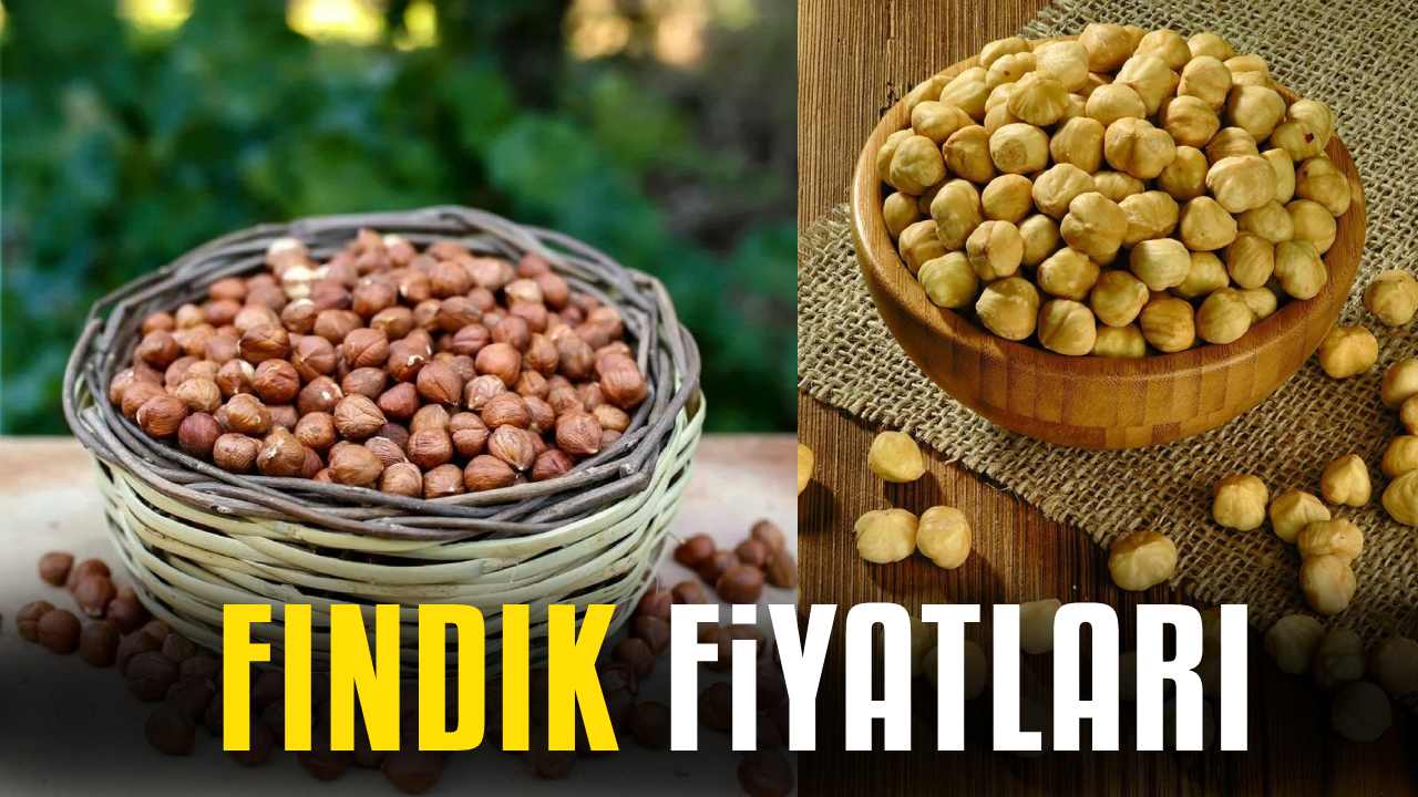 Fındık fiyatları yeni